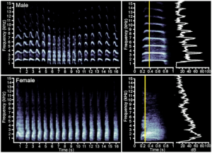 kiwi bird calls spectrograms kiwi bird calls spectrograms